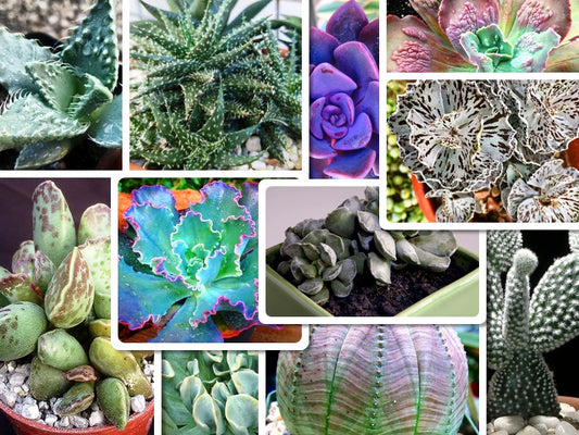 succulent montage