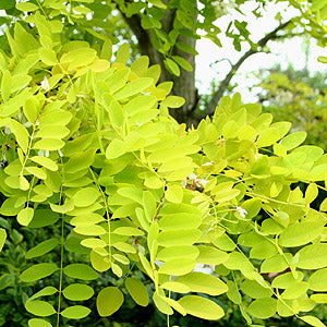 Sunburst Golden Locust