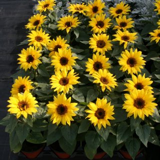 Choco Sunflower, Helianthus annuus