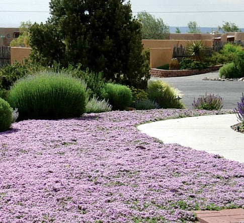 Top 6 Perennial Herbs for Arizona Gardens