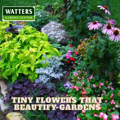 9 Tiny Flowers that Beautify Your Garden