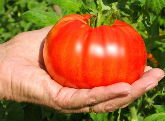 April 13 – Grow Your Own Groceries From Tomatoes 2 Fruits (Free)