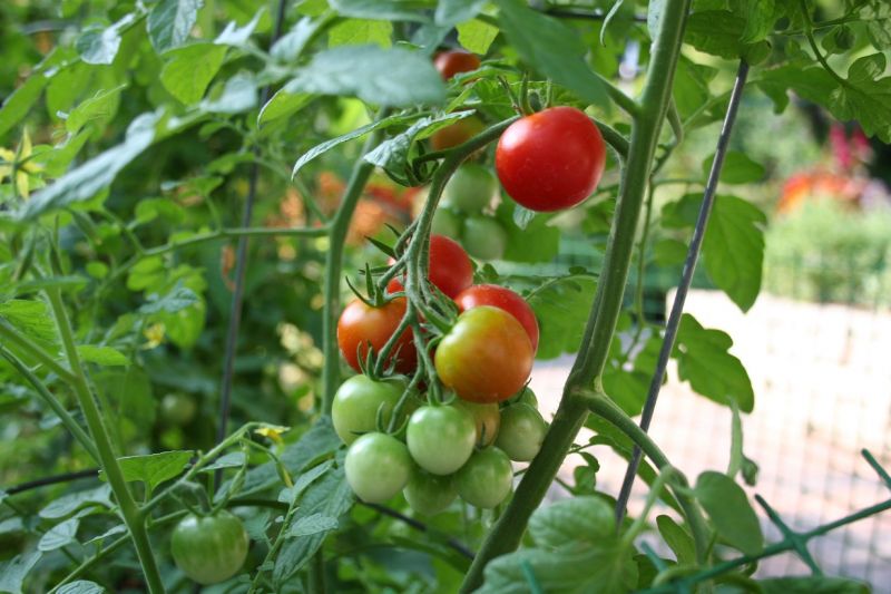 Planted My First Crop of Tomatoes this Week!