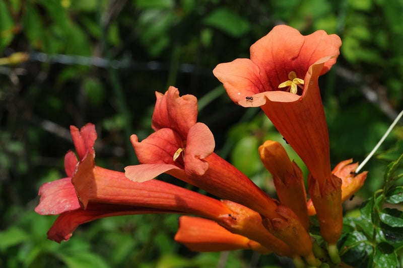 Trumpet Vine