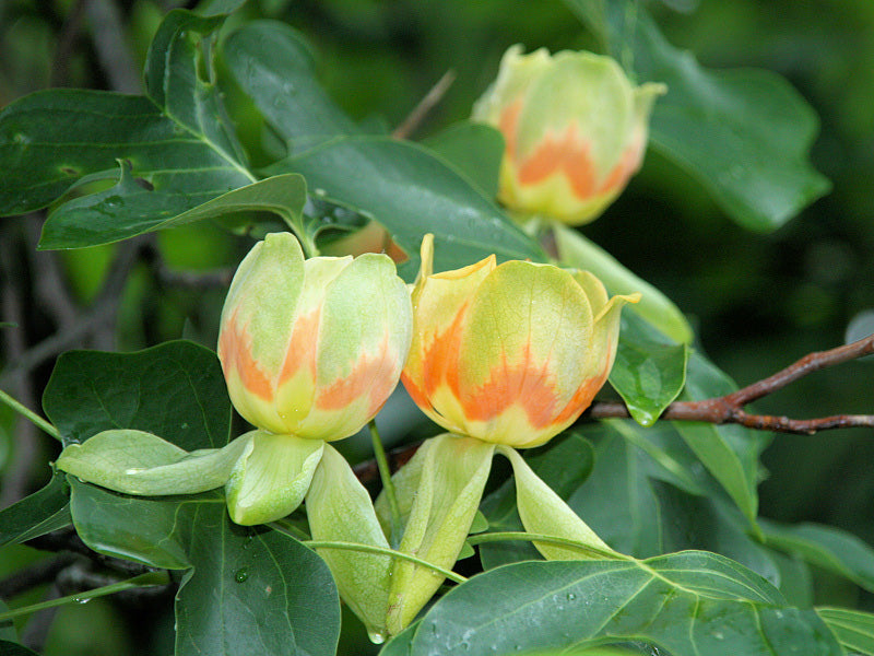 Tulip Tree