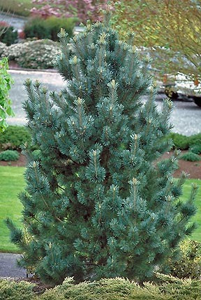 Vanderwolf Pine