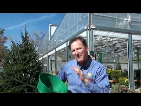 Man Tackles Christmas tree and still Stands