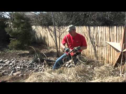 Pruning Blue Lyme Grass in Spring