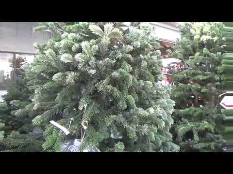 Fresh Cut Christmas tree varieties