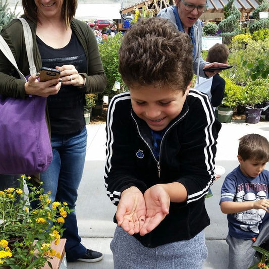 Watters Great Ladybug Release