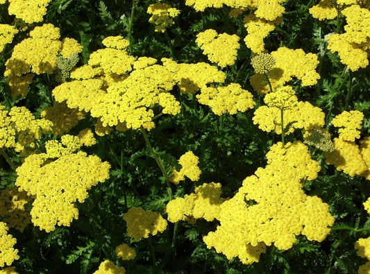 Moonshine Yarrow