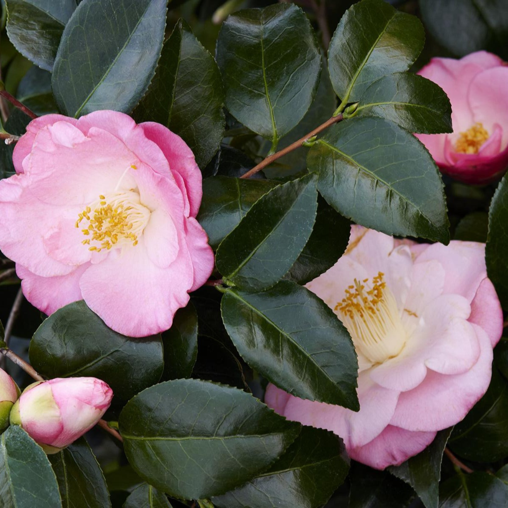 April Remembered Ice Angels Camellia