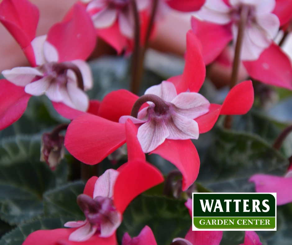 Whiskey Star Cyclamen + Holiday Row Cactus