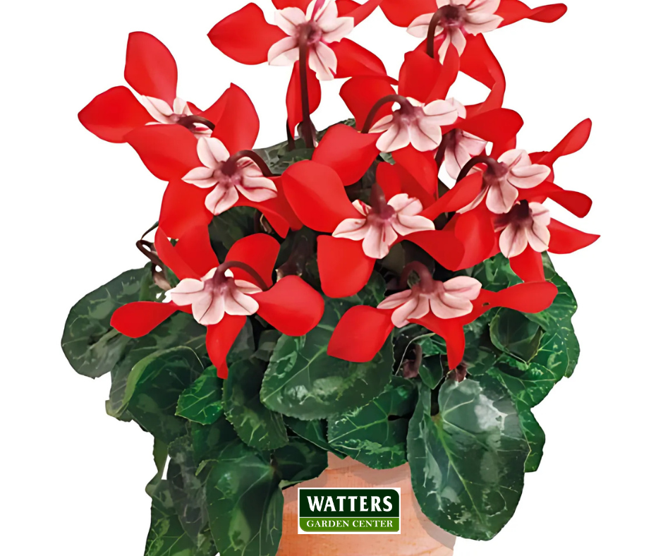 Whiskey Star Cyclamen + Holiday Row Cactus