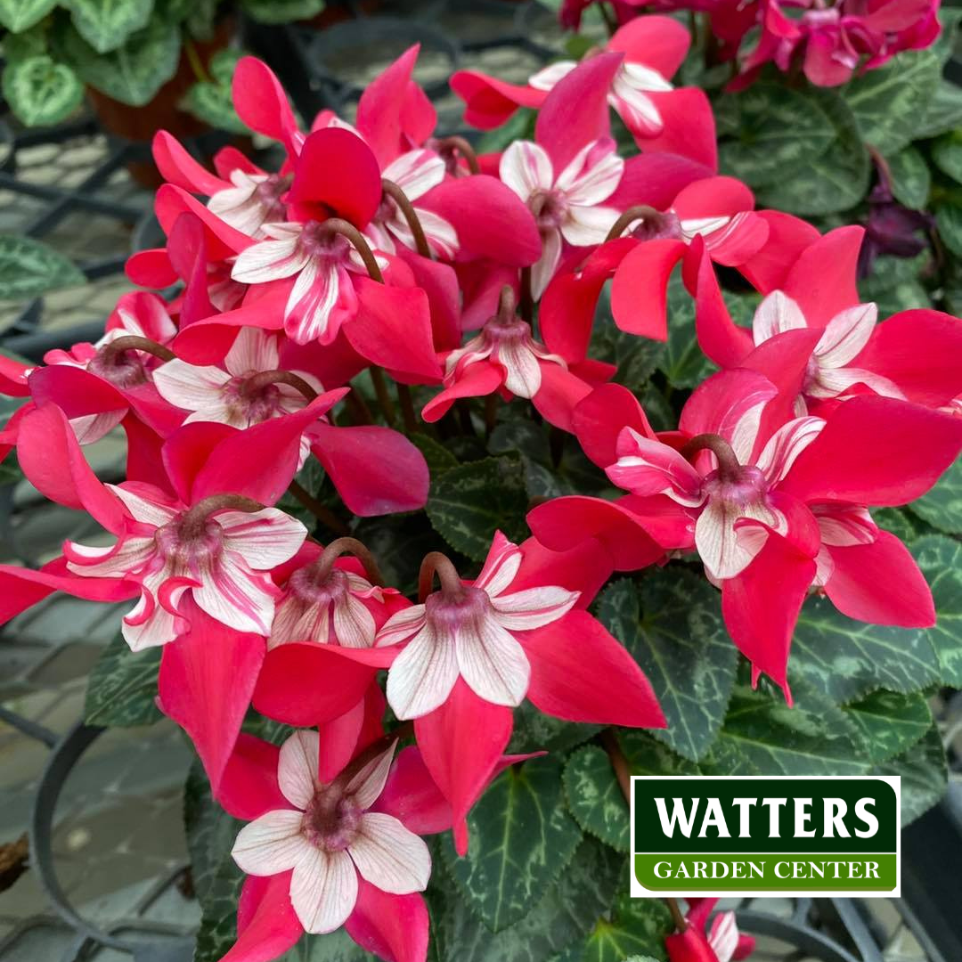 Whiskey Star Cyclamen + Holiday Row Cactus