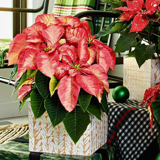 Poinsettia ‘Frosted Elegance’