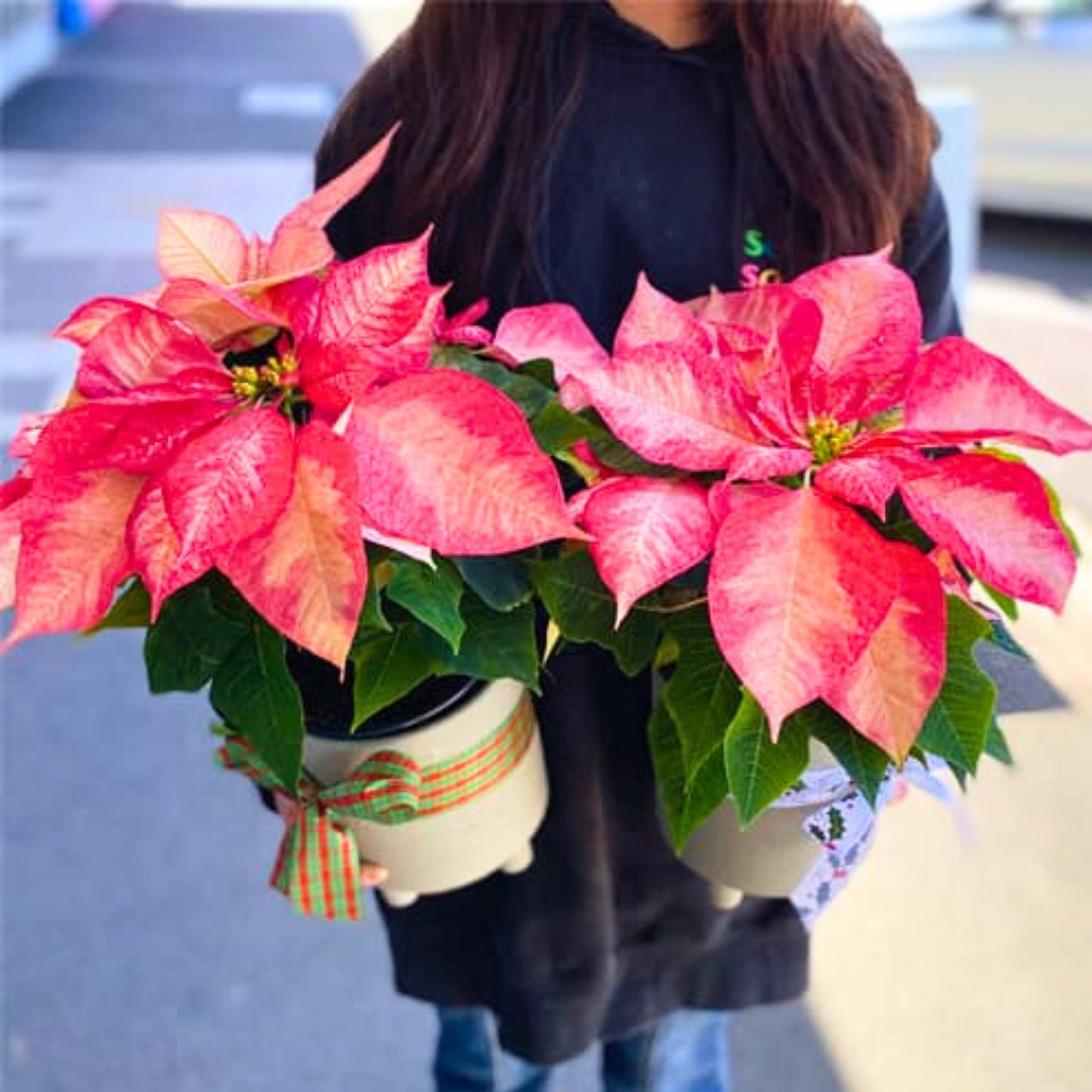 Poinsettia ‘Frosted Elegance’