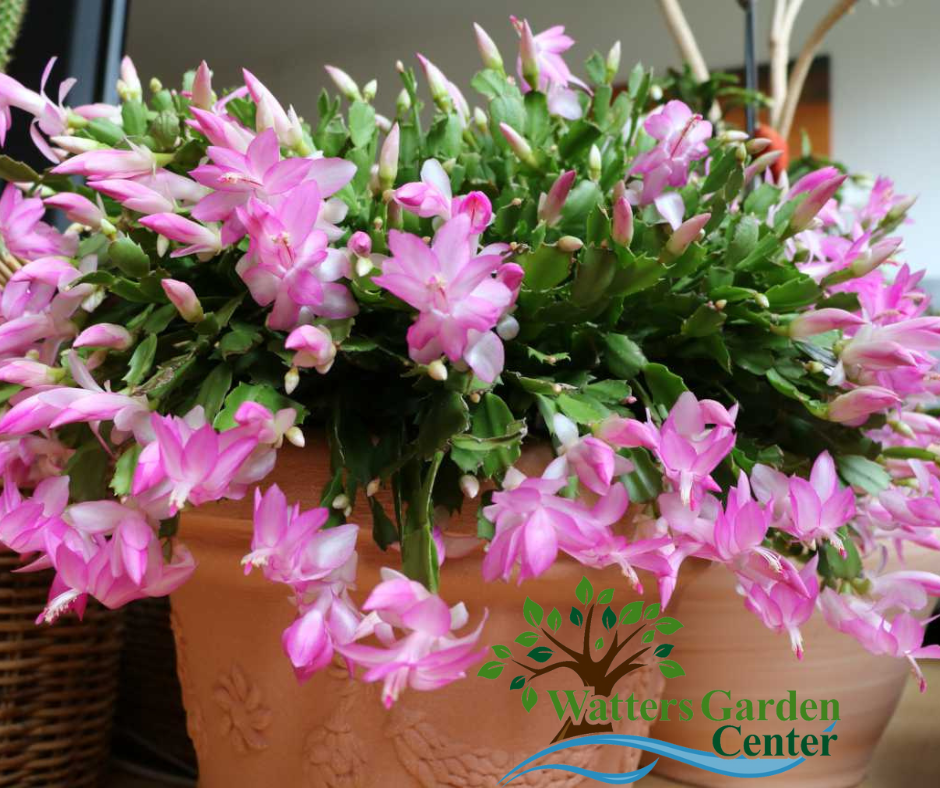 Whiskey Star Cyclamen + Holiday Row Cactus