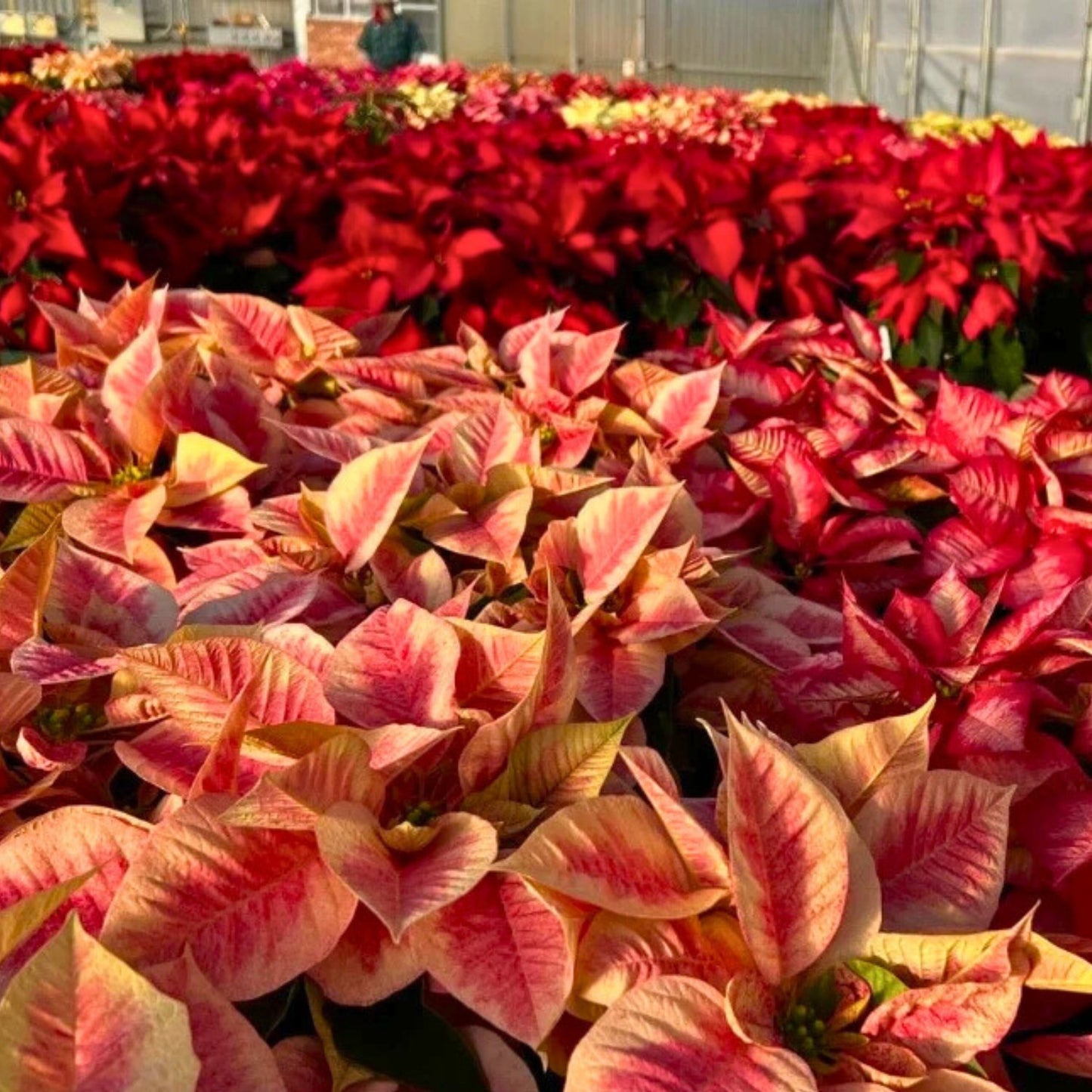 Poinsettia ‘Scarlet Swirl’