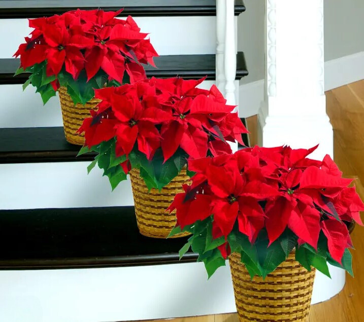 Poinsettia ‘Festive Flame’