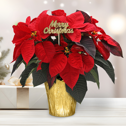 Poinsettia ‘Festive Flame’