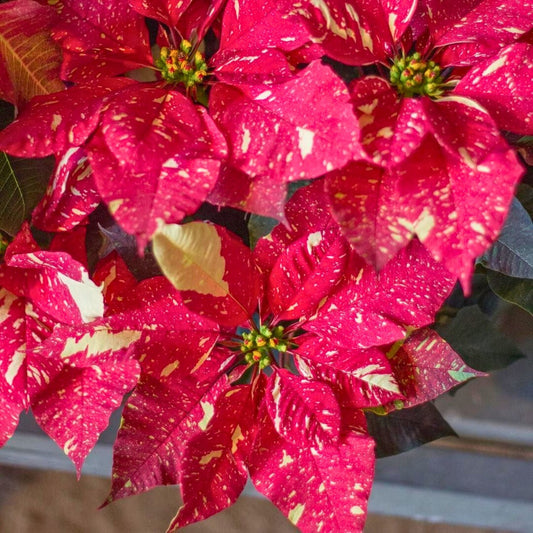 Poinsettia ‘Scarlet Swirl’