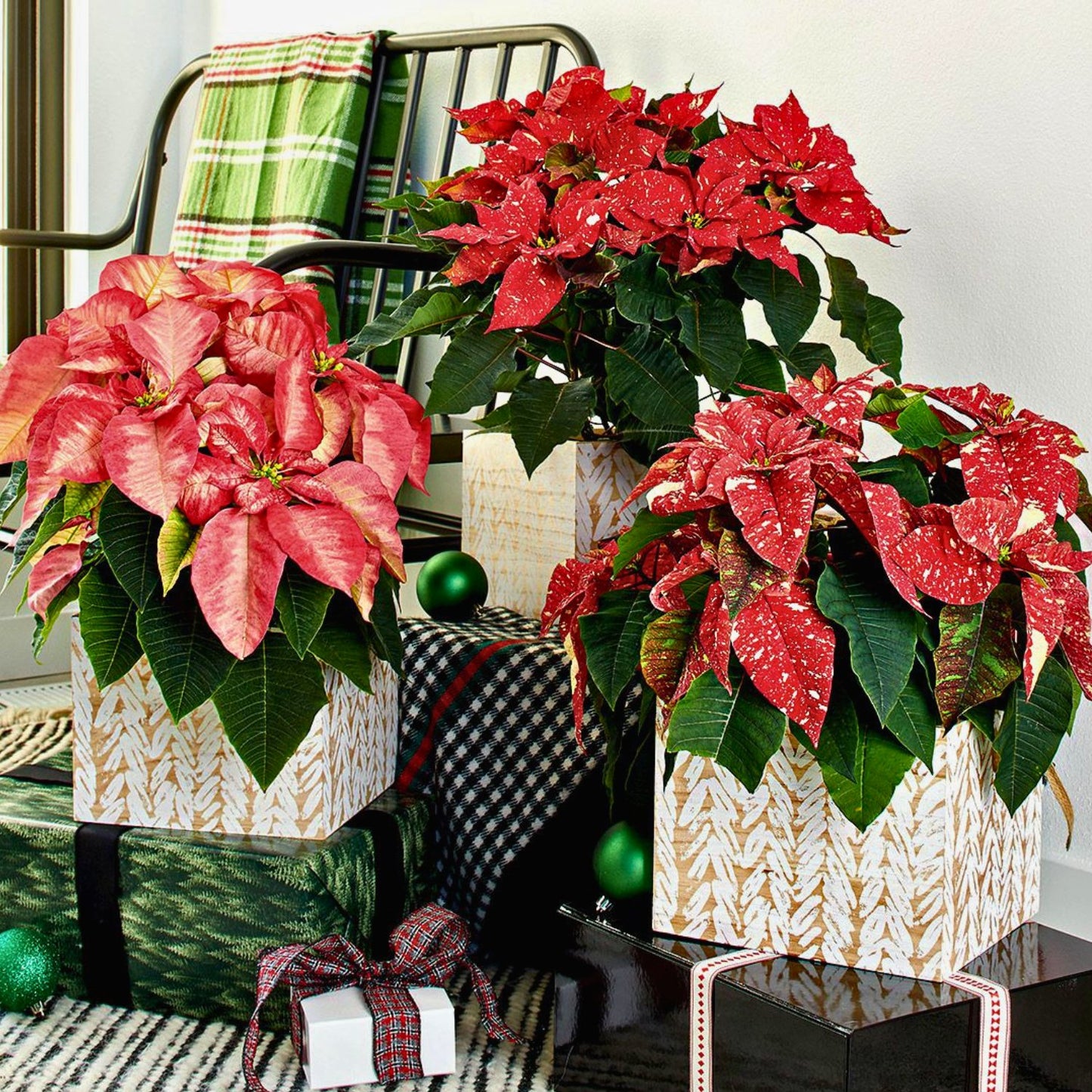 Poinsettia ‘Frosted Elegance’