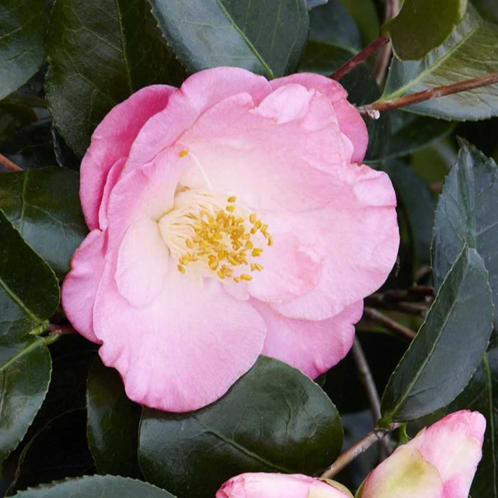 April Remembered Ice Angels Camellia