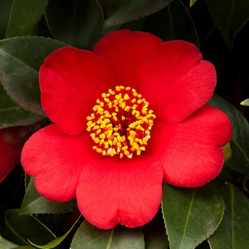 Spring’s Promise Ice Angels Camellia