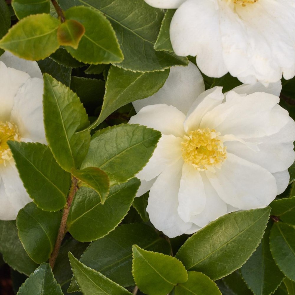 Winter’s Snowman Ice Angels Camellia