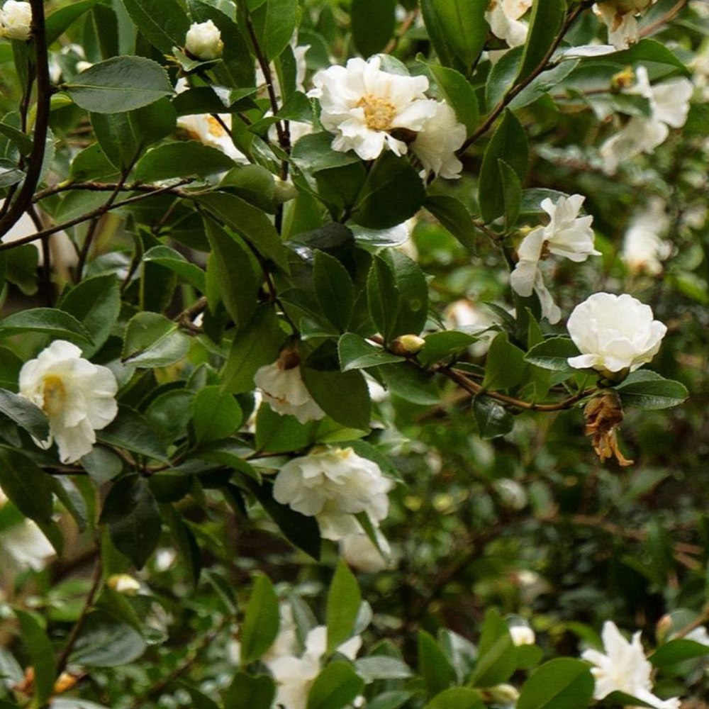 Winter’s Snowman Ice Angels Camellia