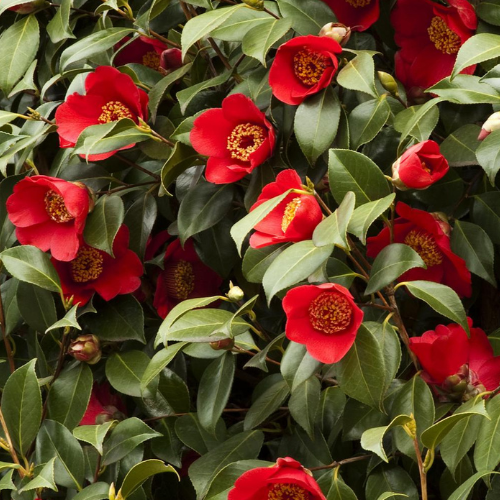 Spring’s Promise Ice Angels Camellia